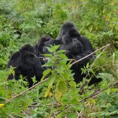  A Group of Gorillas Haniging Out (Congo)